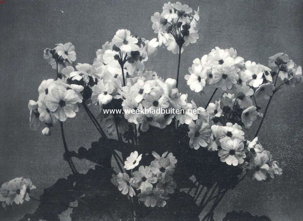 Primula Arendsii
