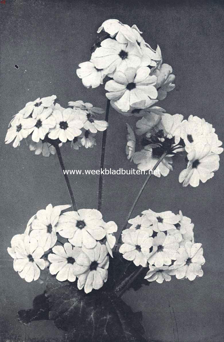Primula Obconica
