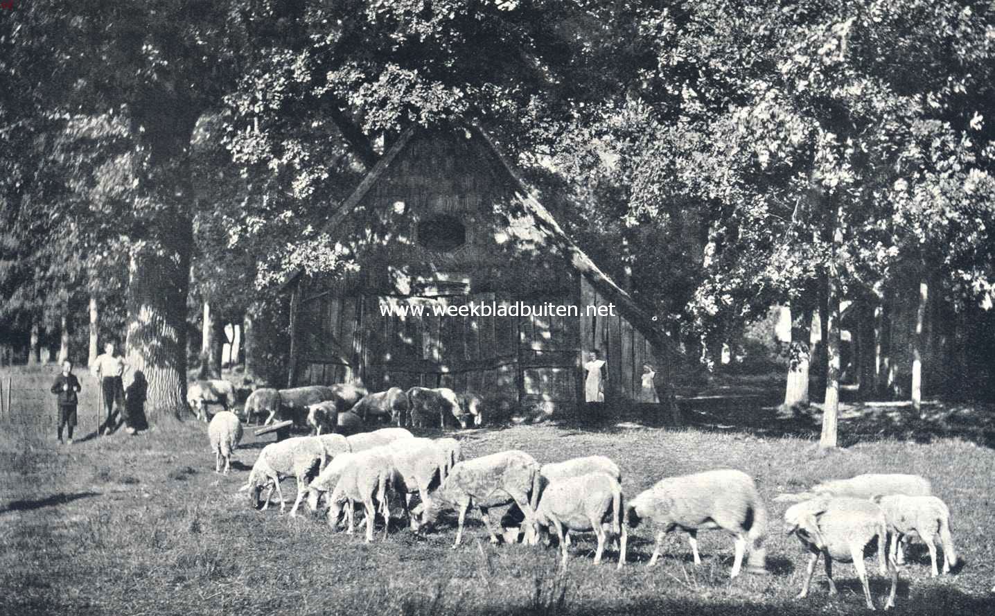 Schaapskooi aan den boschrand
