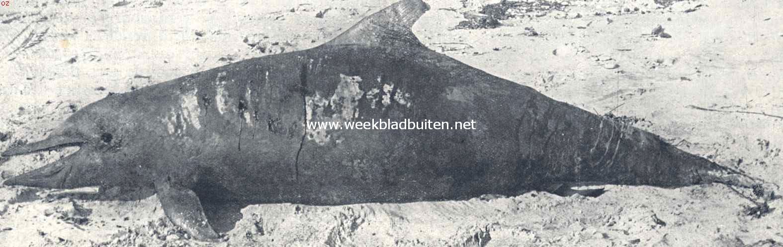 Een op het strand onder De Koog aangespoelde dolfijn