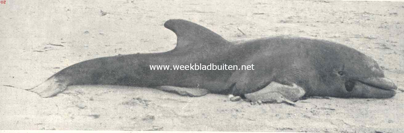 Een aangespoelde tuimelaar