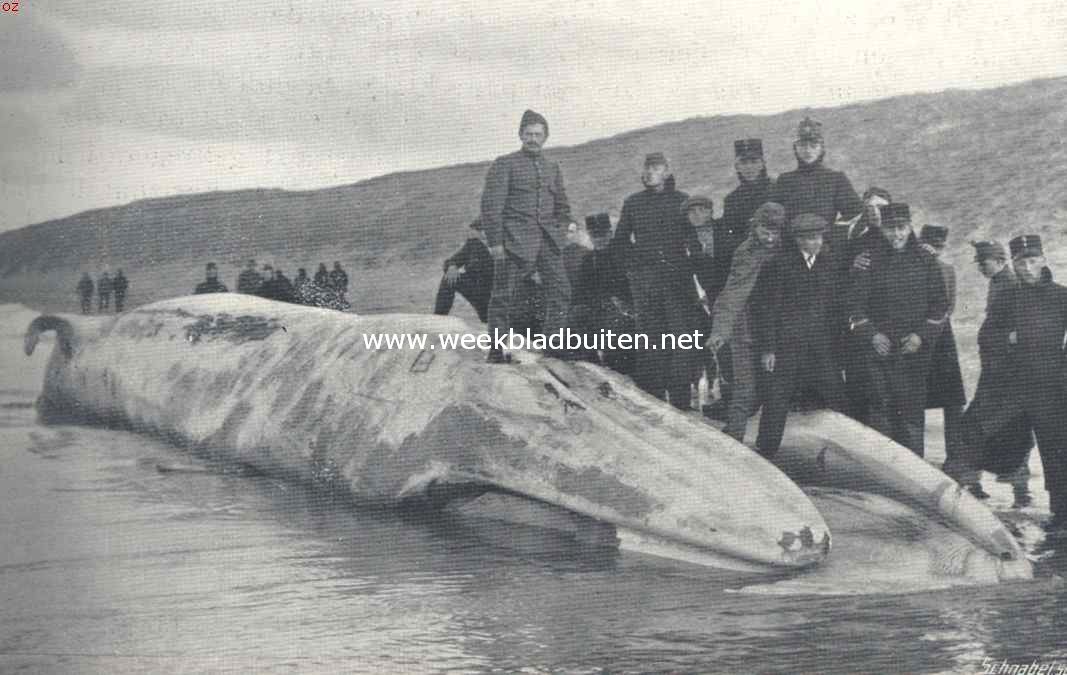 Een in November 1914 te Katwijk aangespoelde vinvisch