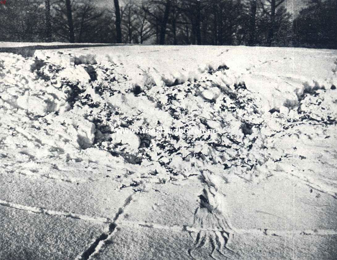 Sporen in de sneeuw. Sporen van fazanten met de plaats, waar een vogel is neegestreken