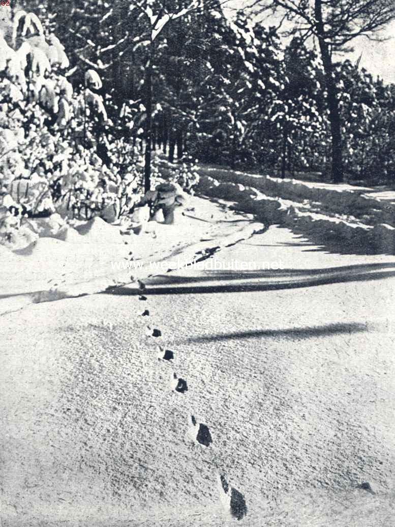 Sporen in de sneeuw. Het hermelijn maakt een sprongspoor