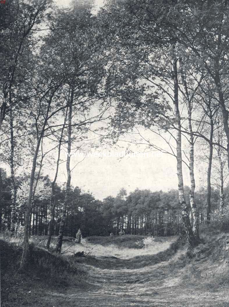 Het Noordtwentsche heuvelland. De poort van ranke berken bij de bronnen