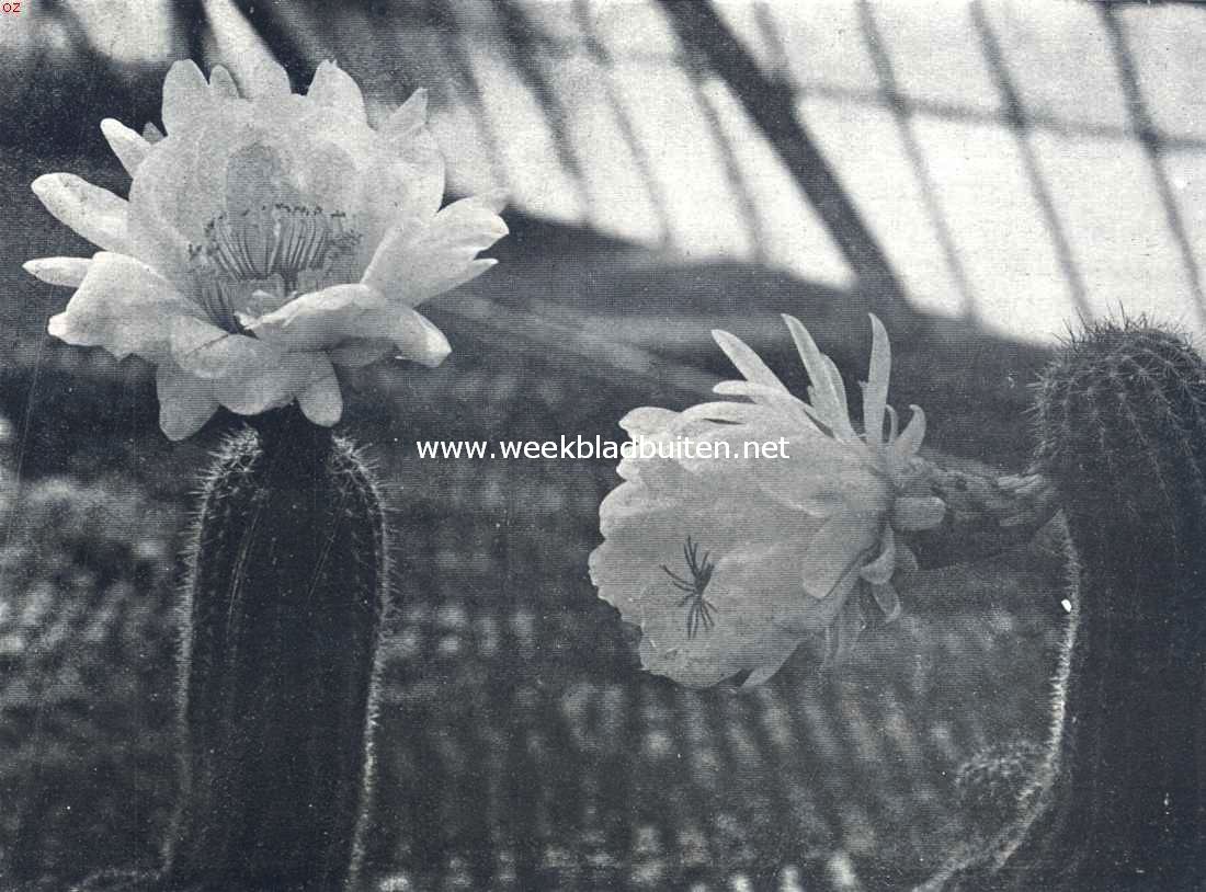 Trichocereus Schickendantzii