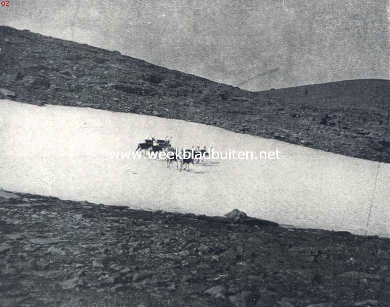 Rendieren op de Nuolja