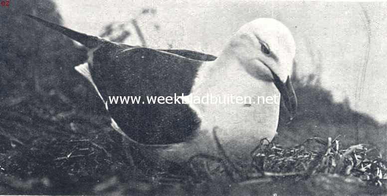 Broedende kleine mantelmeeuw