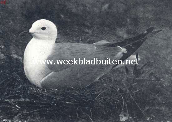 Meeuwen op de broedplaats. Broedende stormmeeuw