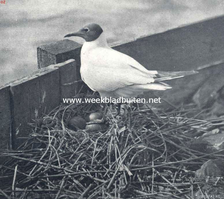 Kapmeeuw, staande op het nest