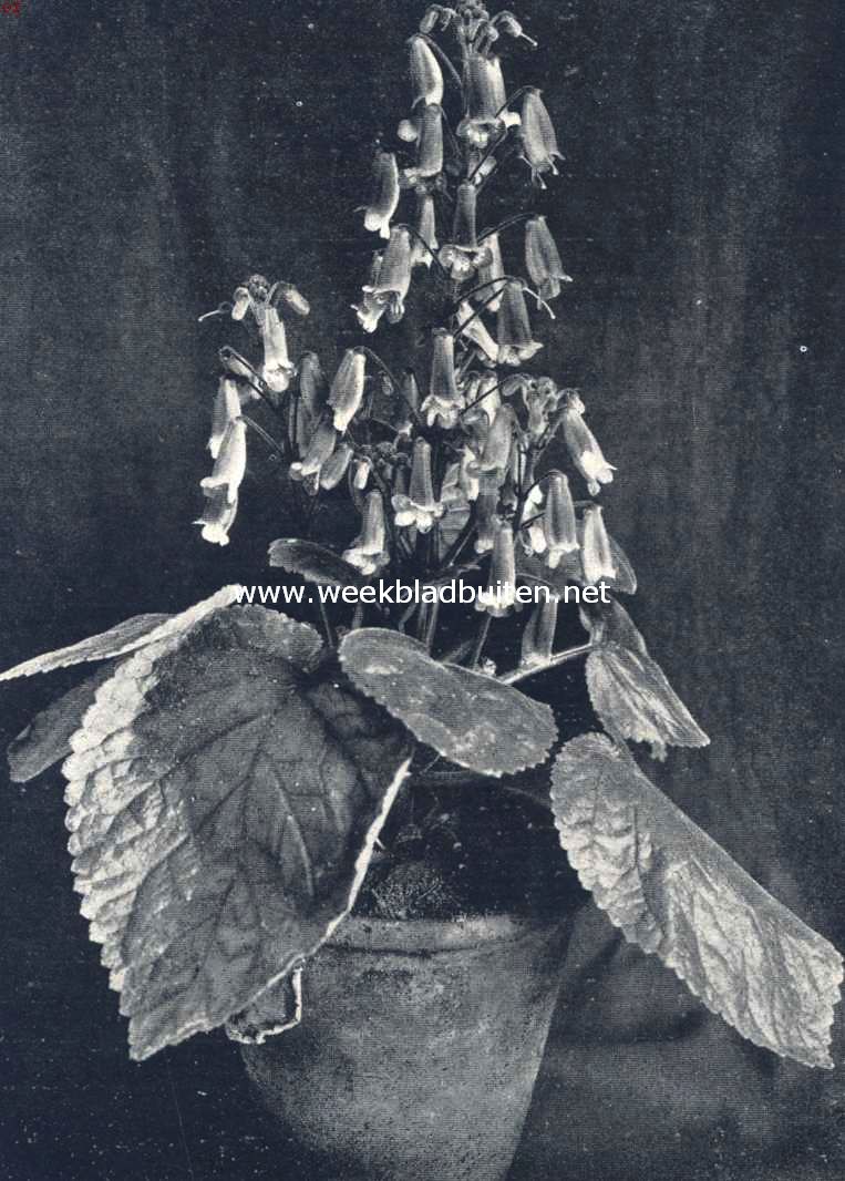 Naegelia Orange King