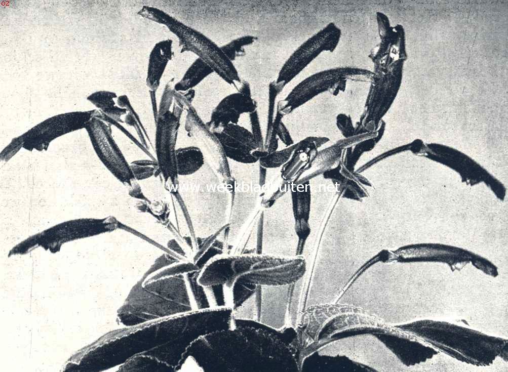 Gesnera Macronata (Cardinalis)
