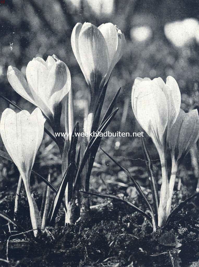 Crocusjes