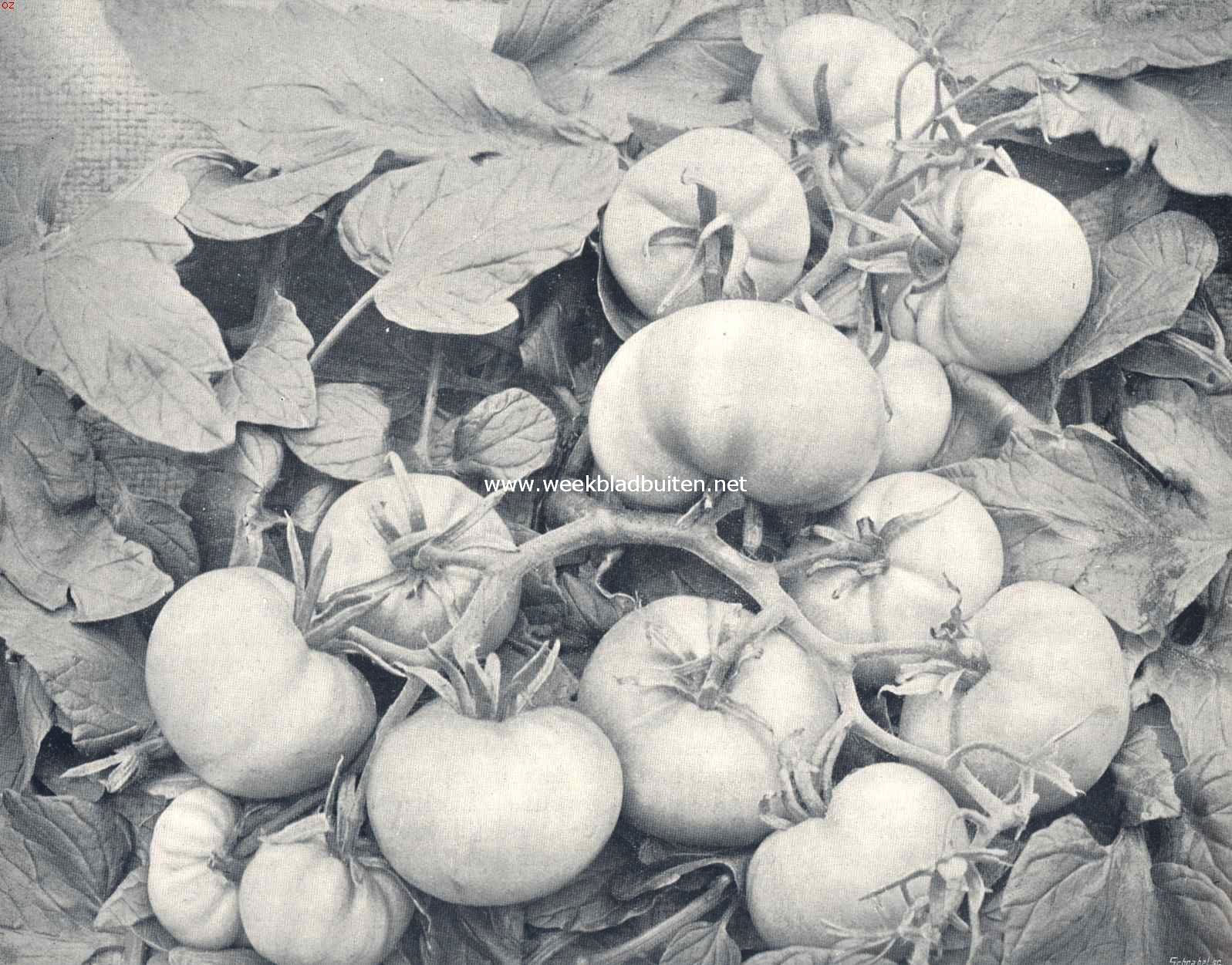 Tomaten