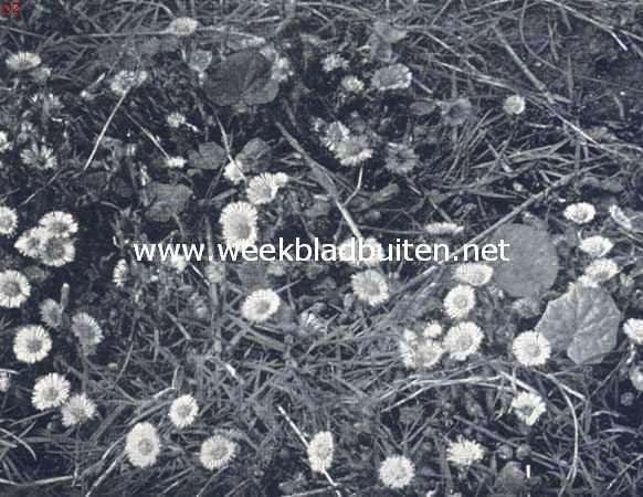 Als het Maart wordt. Bloeiend klein hoefblad