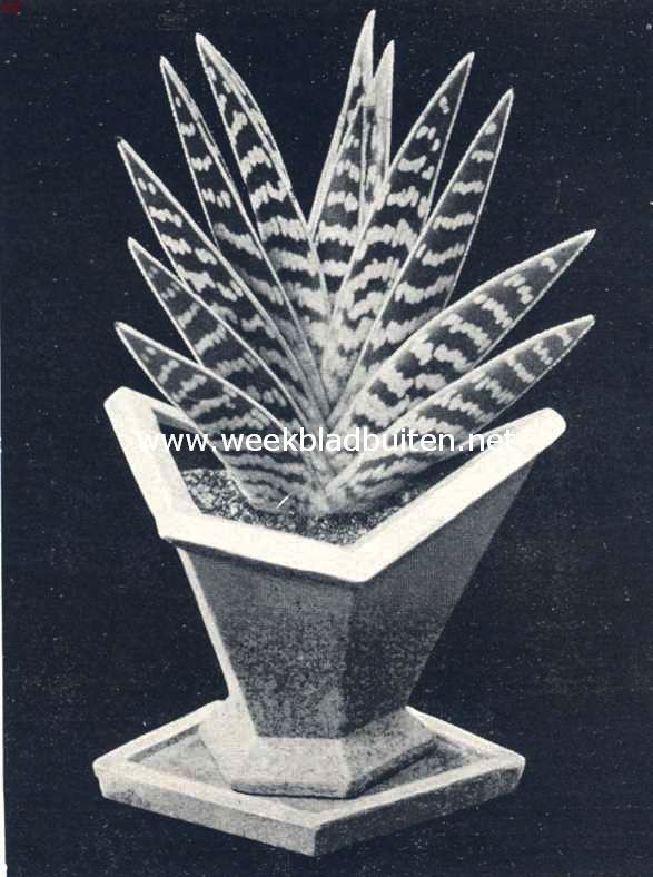Alo Variegata (Afb. uit A.J. Herwig, 