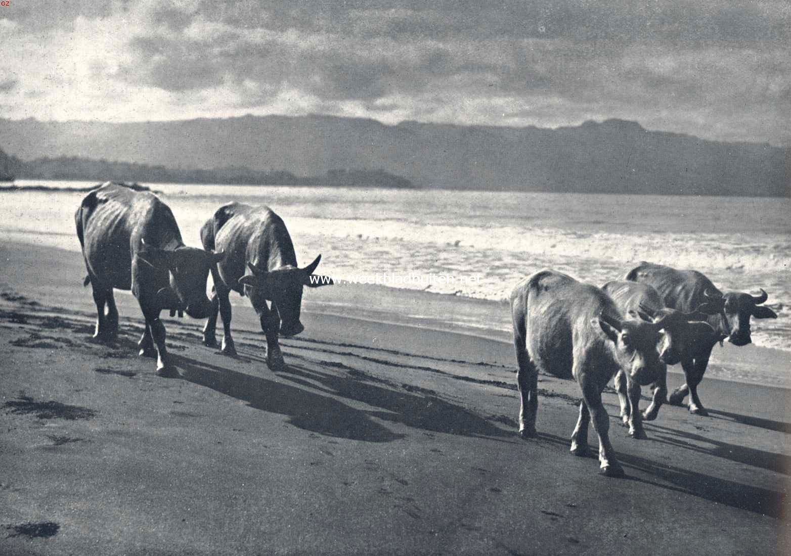 De Wijnkoopsbaai. Sullig en goedig kuieren karbouwen langs het zonnige strand 