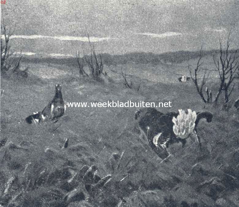 Zich inspelende korhanen (Naar een schilderij van D. Protokieff)
