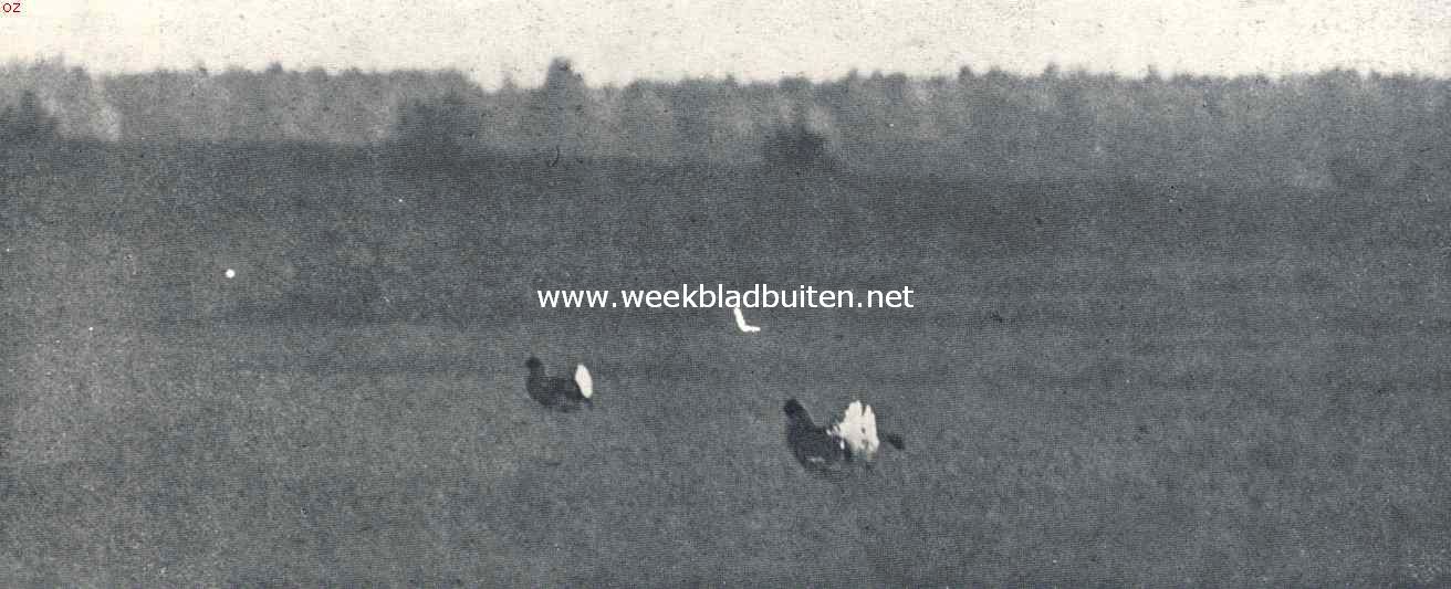 Bij het aanbreken van den dageraad stijken de eerste korhanen neer op het tournooiveld