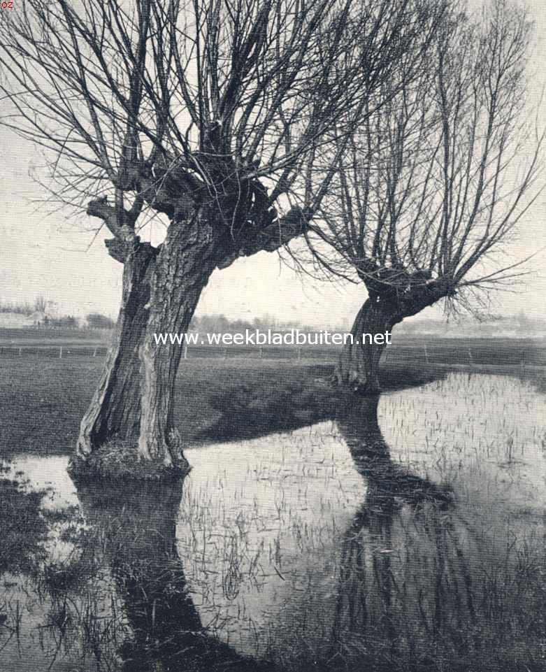 Het water, een vriend en een vijand. Wilgen mijden het water niet