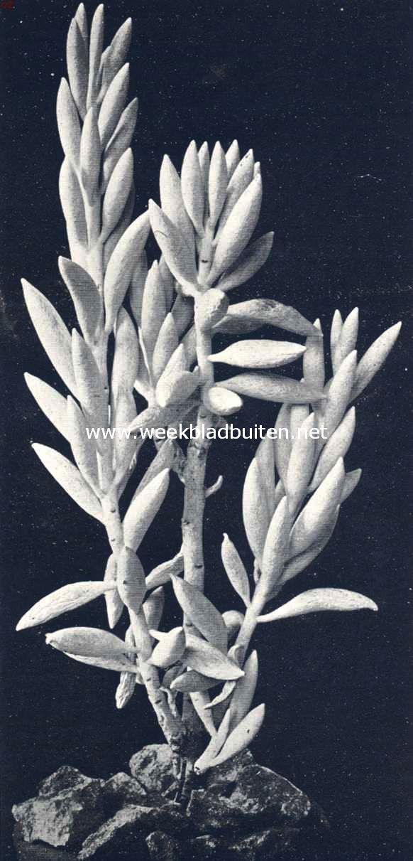 Kleinia Tomentosa (Haworthi)