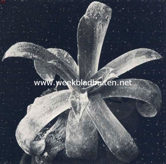 Echeveria Pulverulenta