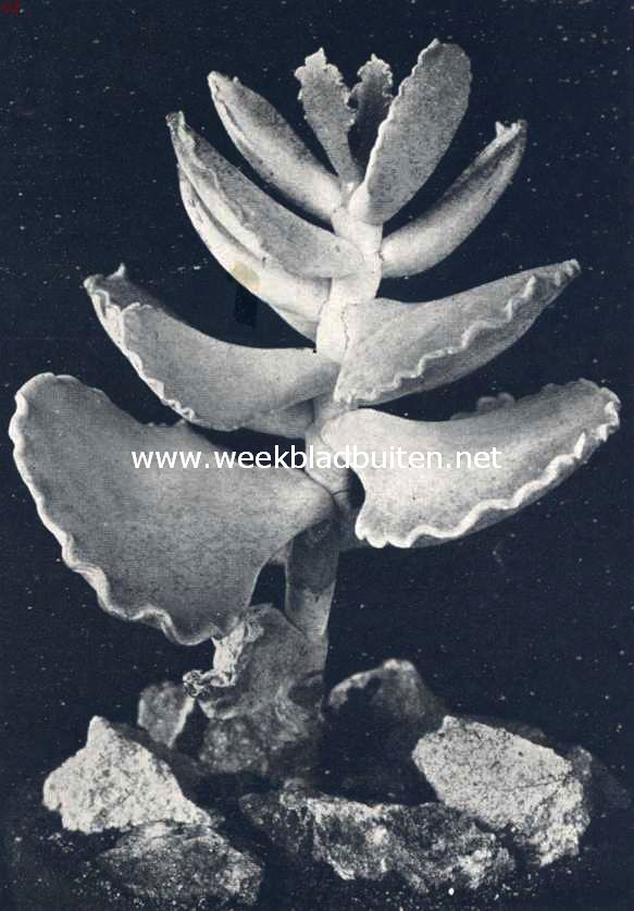Cotyledon Undulata