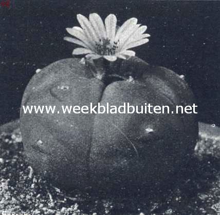 Lophophora Williamsii
