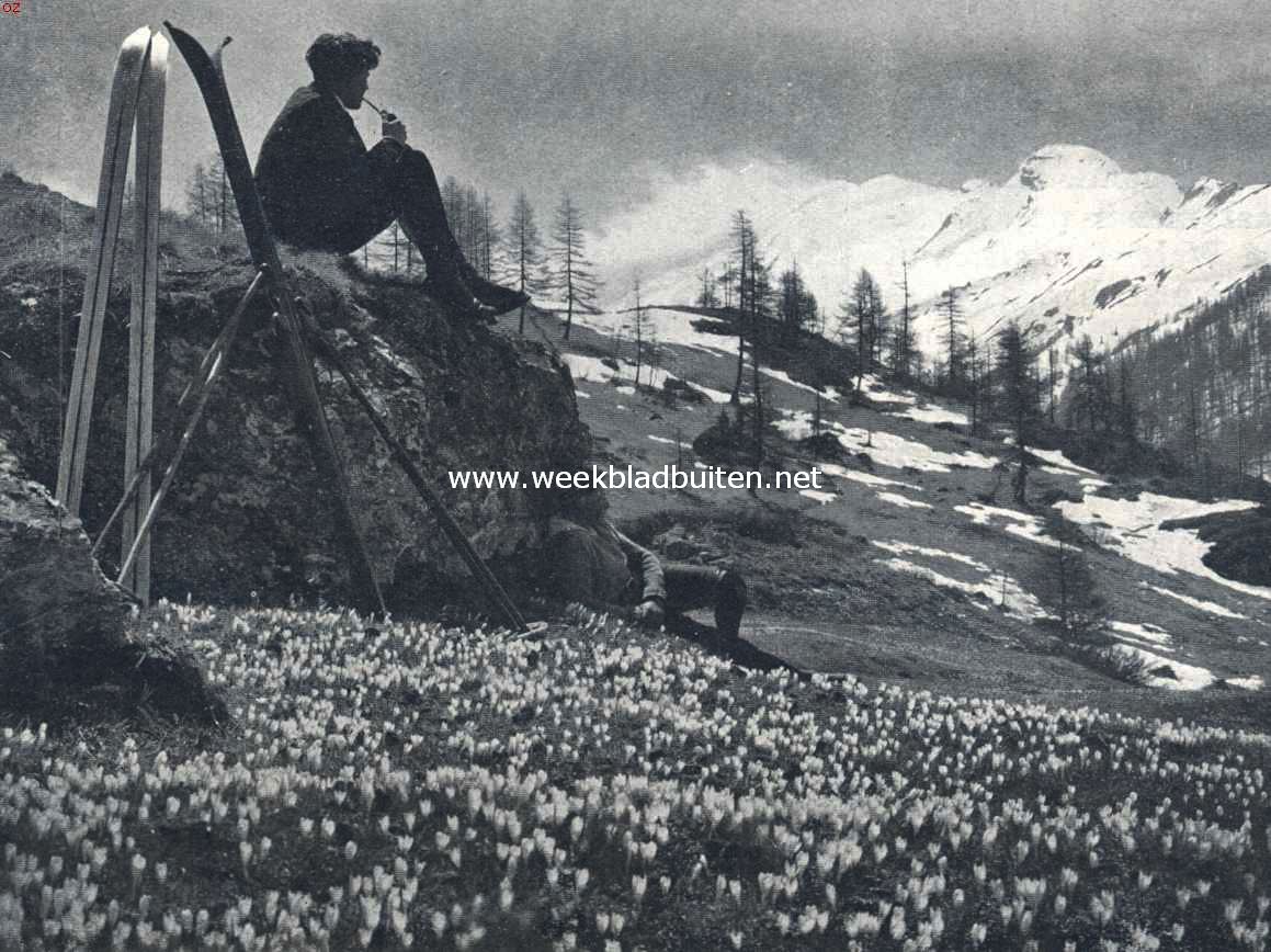 De sneeuw wijkt in de Alpen en de bloemen nemen haar plaats in
