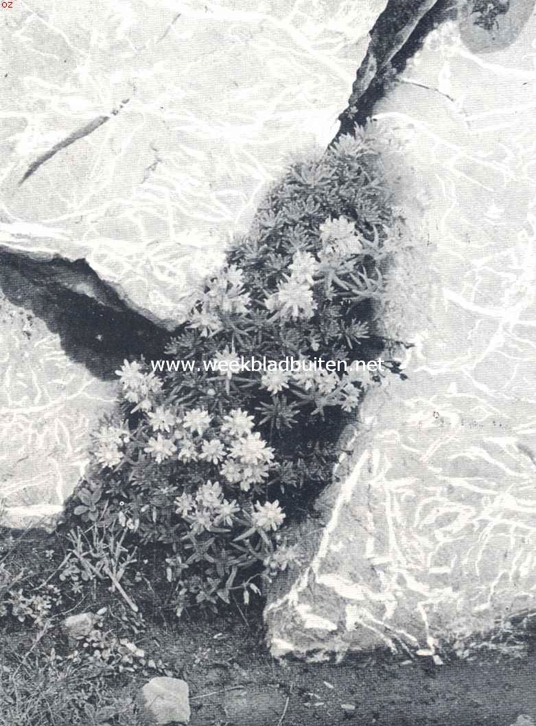 Dikbladige steenbreek (Saxifraga Azoides L.) in den rotstuin