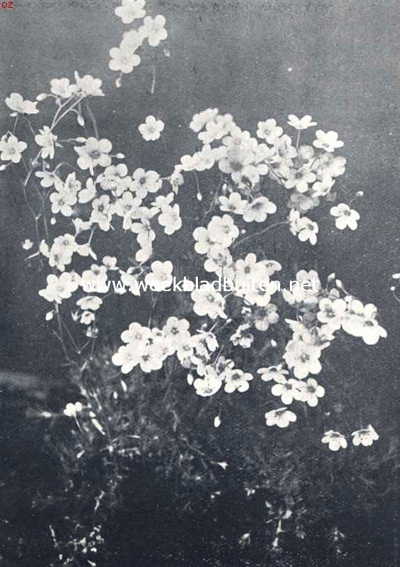 Saxifraga Webbiana (Foto fa. J. Abbing en Zonen, Zeist)
