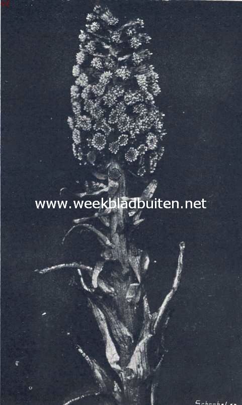Bloem van het groot hoefblad