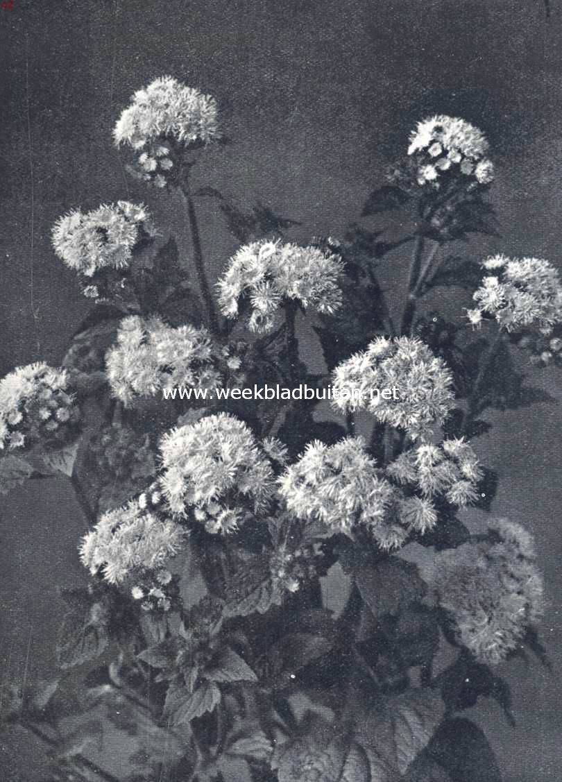 Ageratum Mexicanum Coeruleum (Uit: 