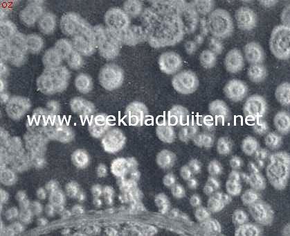 Ontwikkeling van schimmelkolonies in een kultuurschaal. De schaal had enkele minuten opengestaan in een vochtigen kelder
