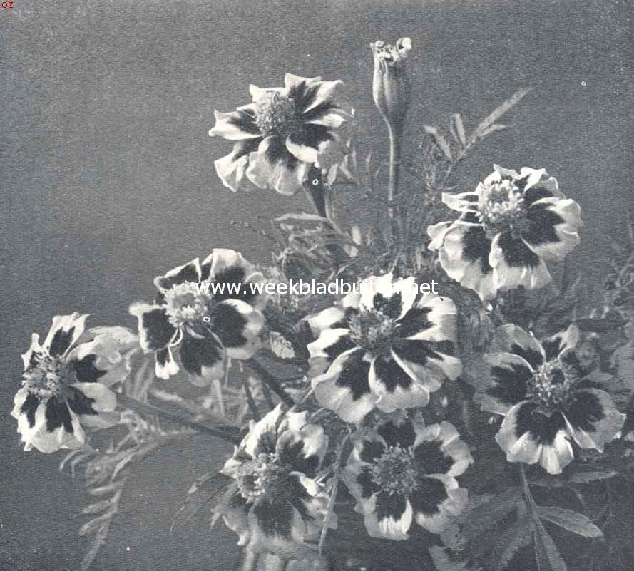 Afrikaantjes. Tagetes Patula Nana Eerekruis. Uit 