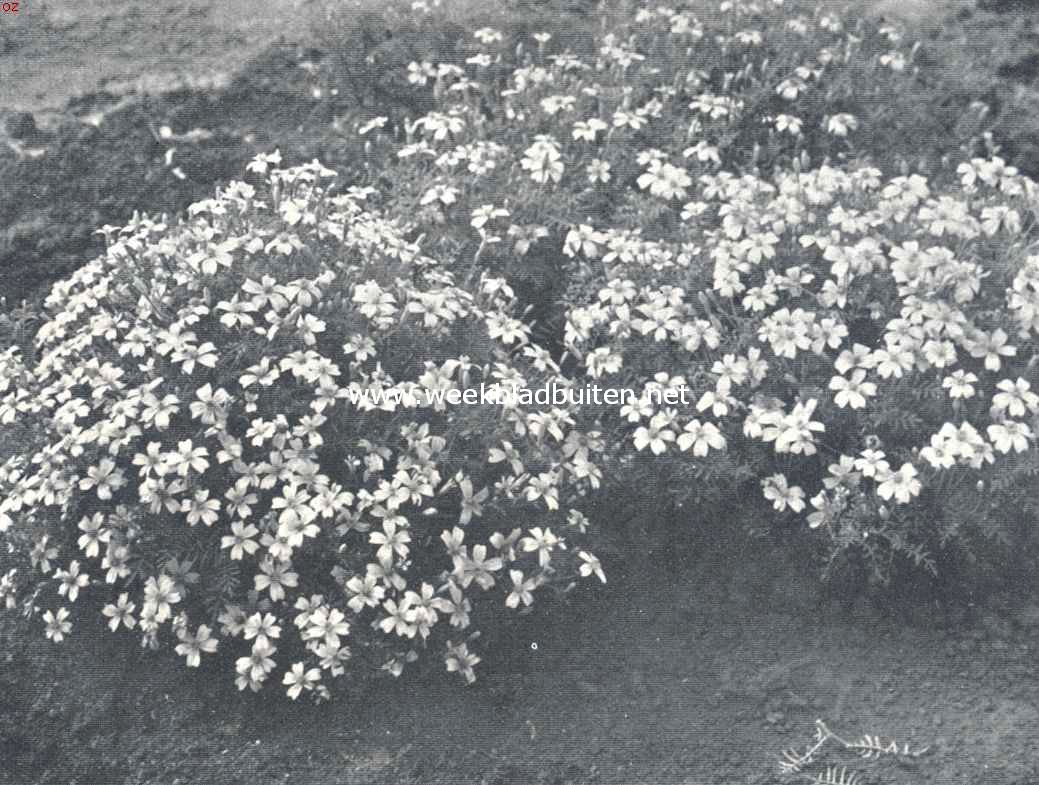 Afrikaantjes. Tagetes Signata Pumila. Uit 