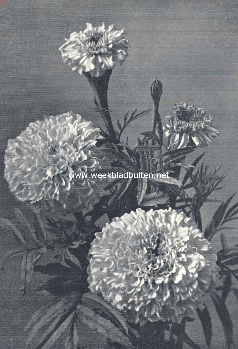 Afrikaantjes. Tagetes Erecta Fl. Pl. Prins van Oranje. Uit 