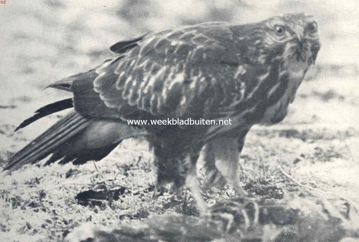 Buizerd op zijn prooi