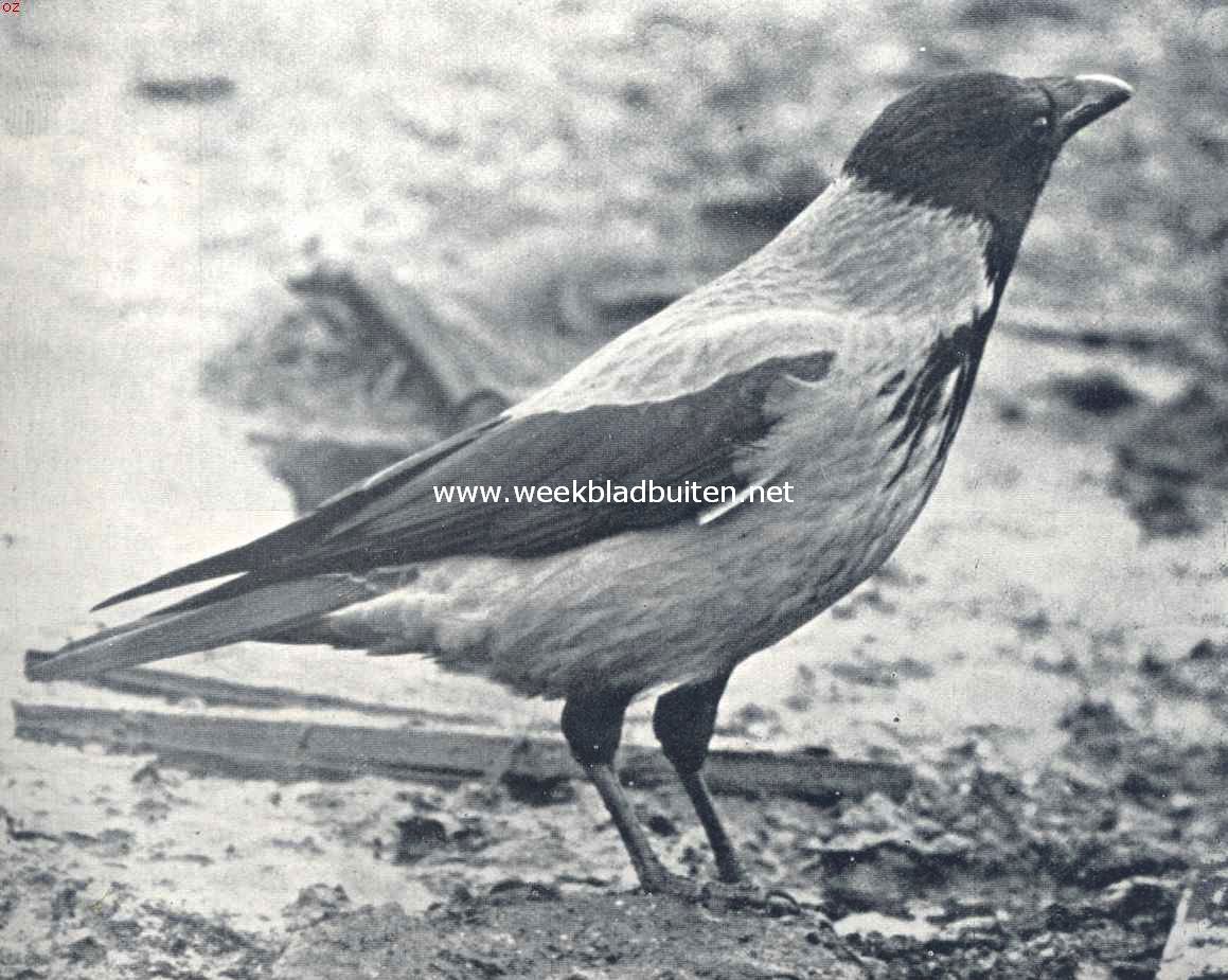 Kraaien. Bonte kraai