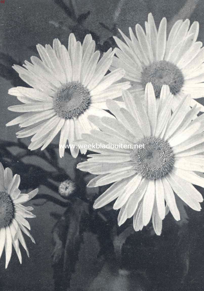 Chrysanthemum Maximum (Leucanthemum Maximum) (Uit: 