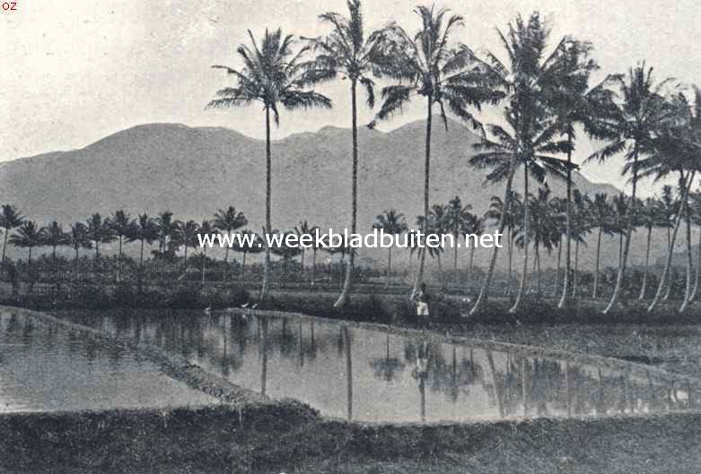 Kokospalmen in het Javaansche landschap