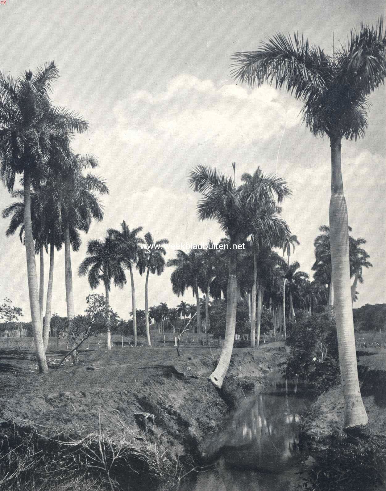 Koningspalmen op Cuba