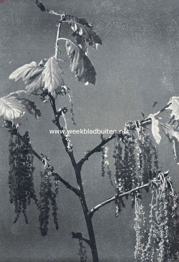 Boomen in bloei. Fikenkatjes - wie ziet ze?