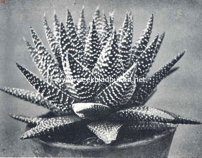 Haworthia Margaritifera, variteit Granata