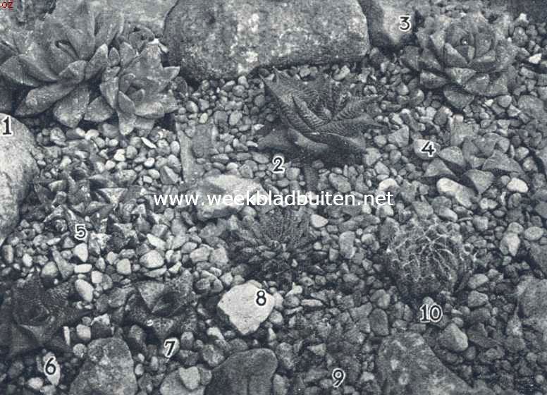 Verschillende soorten haworthia's: 1 Haworthia cymbiformis Haw.; 2 en 6 Haworthia limifolia Marl.; 3 Haworthia planifolia Haw.; 4 Haworthia retusa Haw.; 5 Haworthia tesselata parva Bak.; 7 Haworthia tessalata Haw.; 8 Haworthia atrovirens Haw.; 9 Haworthia turgida Haw.; 10 Haworthia altilinea Haw.