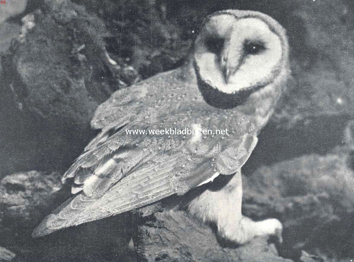 Een kerkuil