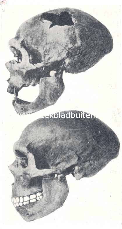 Een schedel van La Chapelle aux Saints (Neanderthalschedel). Boven zooals hij gevonden is. Men lette op het ontbreken van een kin, op het lage voorhoofd en de machtige torus supraorbitalis. Beneden: Dezelfde schedel gerestaureerd. Men lette op het spits naar achteren toeloopende achterhoofd, dat bij den recenten mensch geheel afgerond is. Ook in het partieele is de vorm van den Neanderthalschedel vreemd