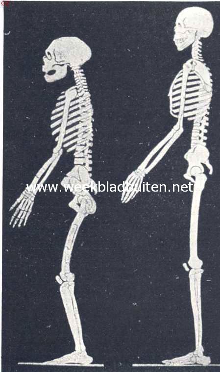 Links: Skelet van den Neanderthaler. Men lette op den onvolkomen opgerichte lichaamshouding en relatief langere armen. Rechts: Skelet van een recenten mensch (naar M. Boule)