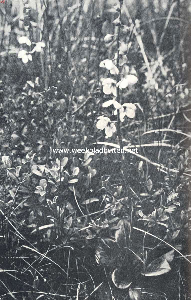 Wintergroen