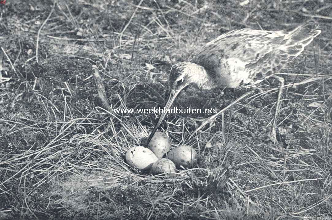 Grutto bij het nest